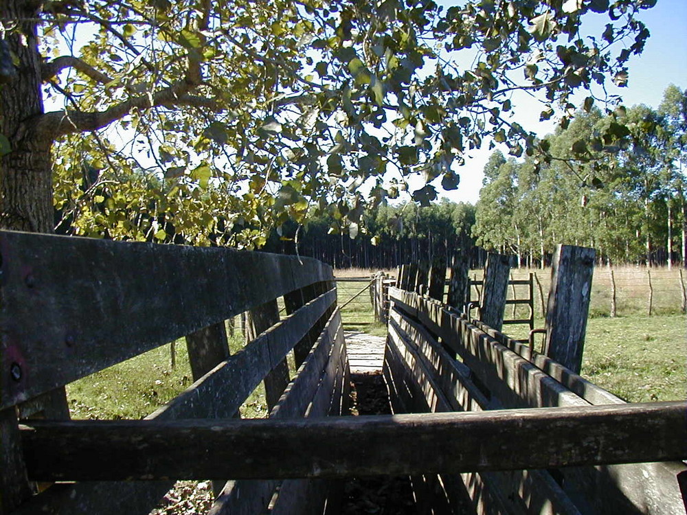 A la sombra de un alamo plateado