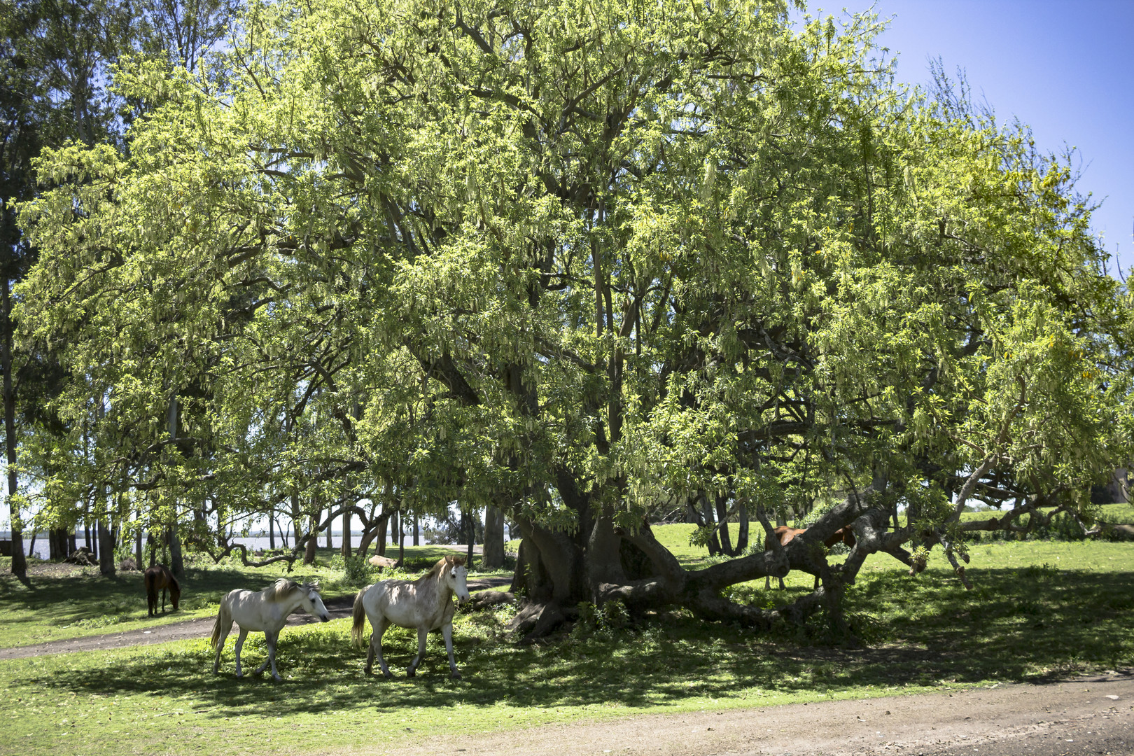 A la sombra del arbol