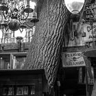 A la tienda de antiguedades le crecio un árbol