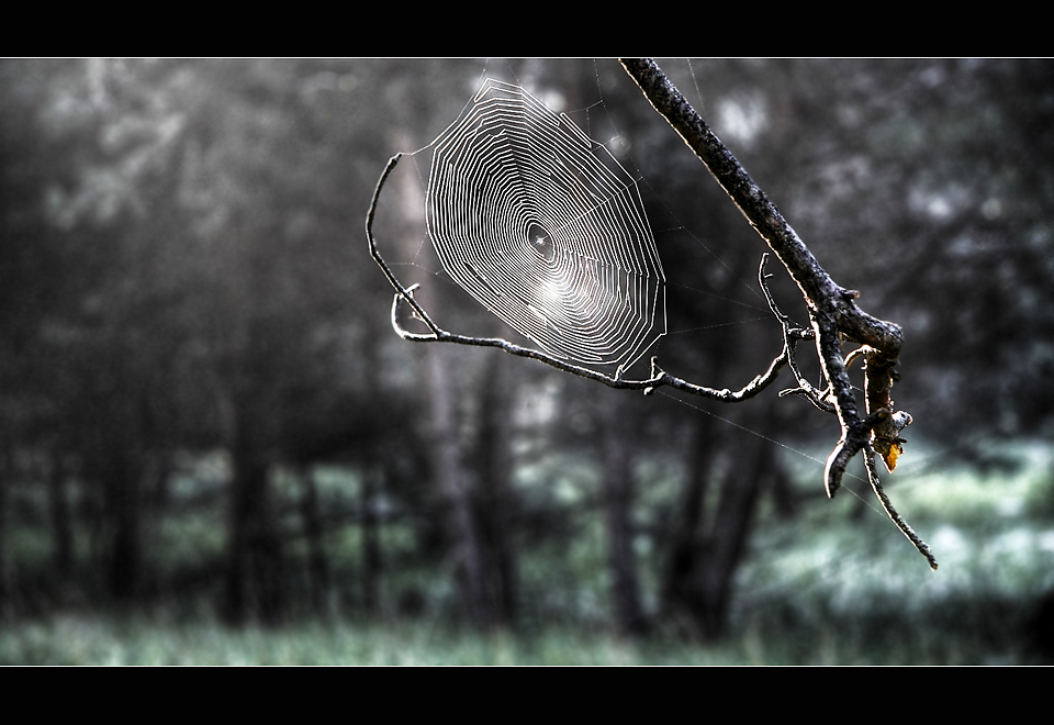 à l'abri de la forêt