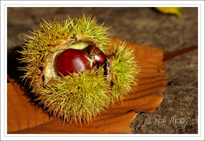 A l'abris des gourmands...