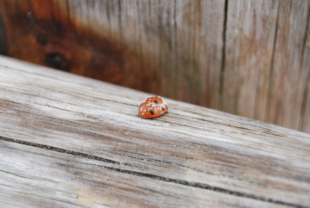 a lady bug