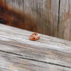 a lady bug