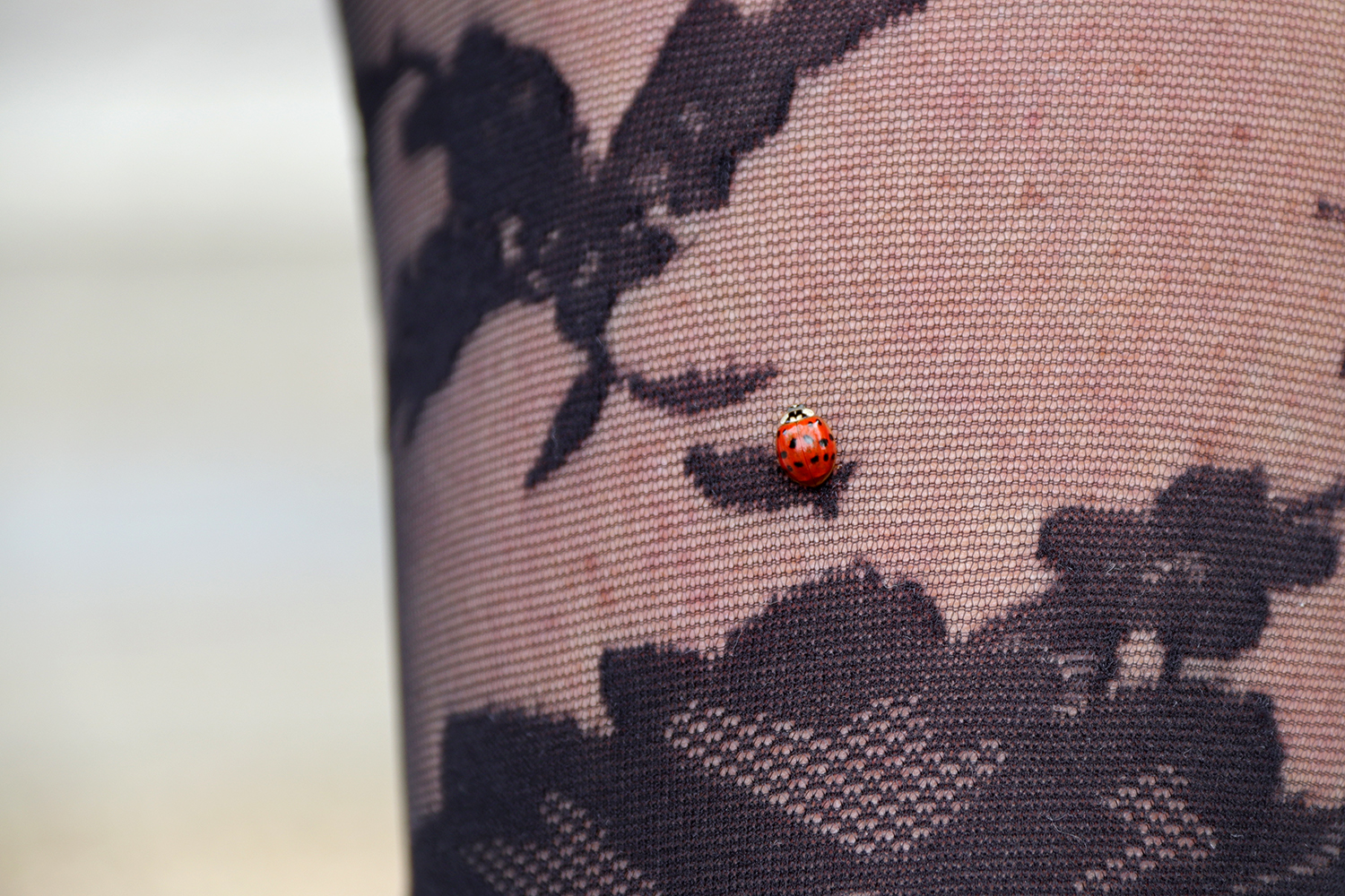 a Ladybug on a Ladys leg