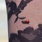 a Ladybug on a Ladys leg