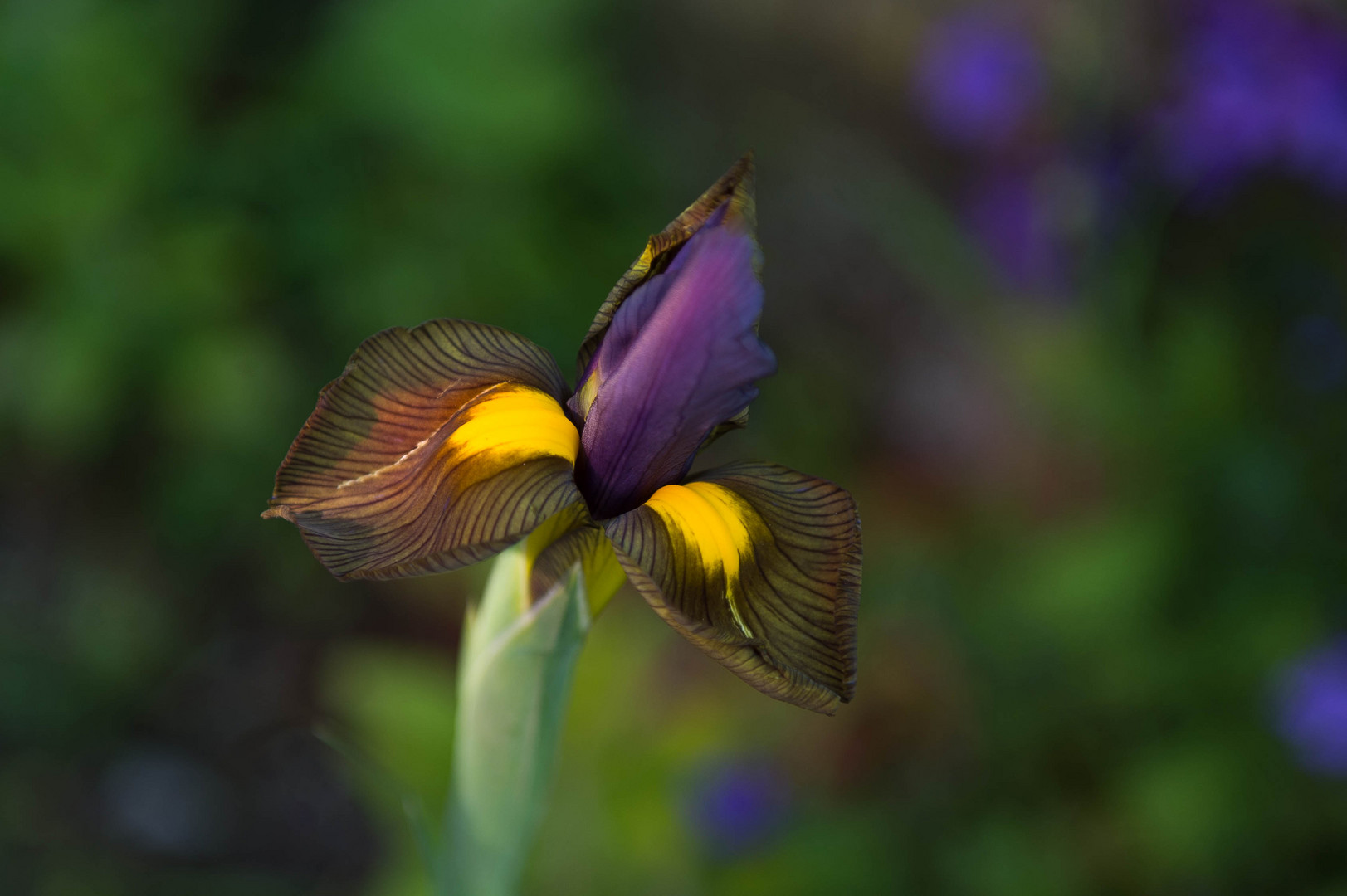 A l'ami Claude de Giverny 1