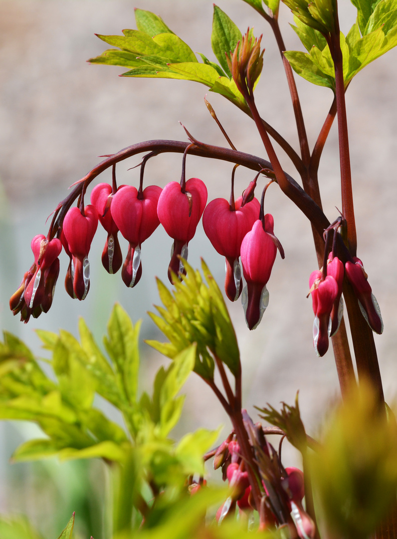 A Lamprocapnos spectabilis