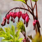 A Lamprocapnos spectabilis