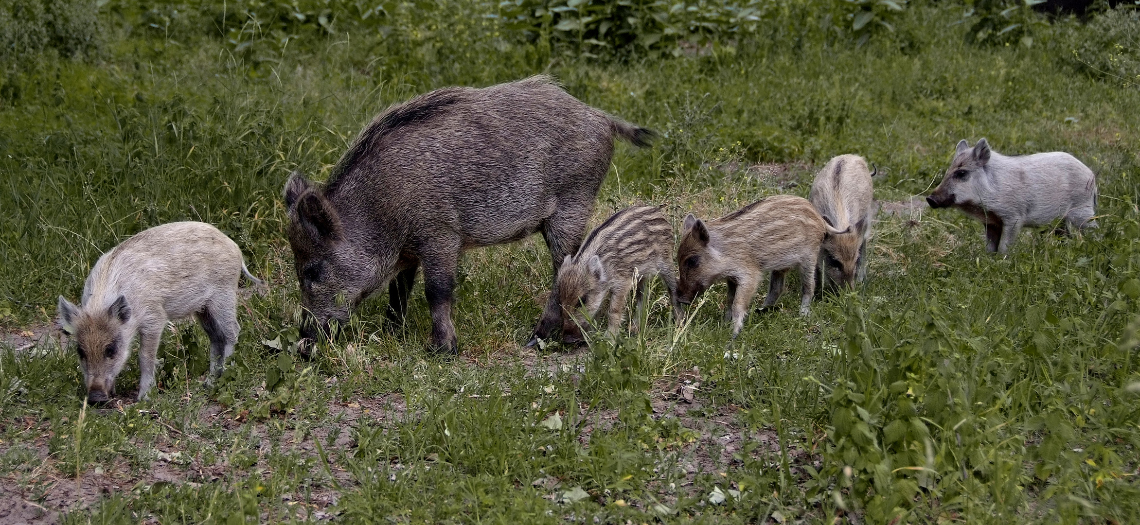 A LARGE FAMILY