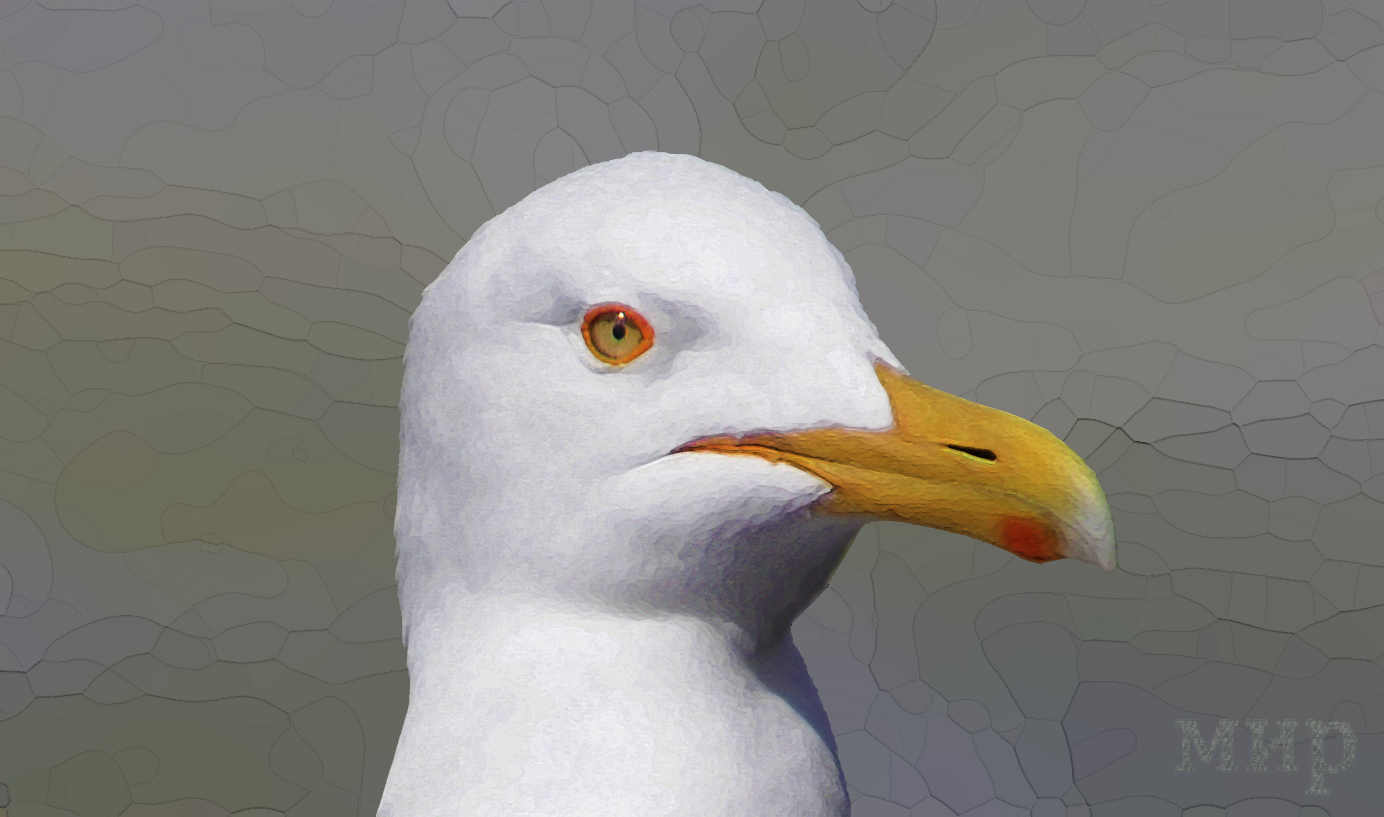 a larus argentatus 