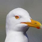 a larus argentatus 