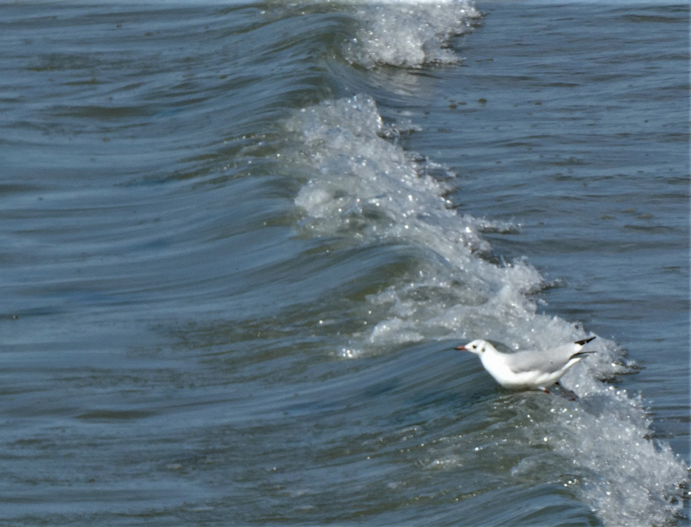 A l'assaut de la vague