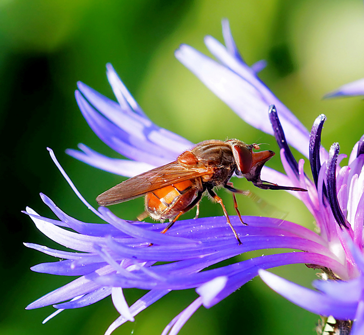 A l'assaut du pollen!