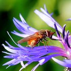 A l'assaut du pollen!