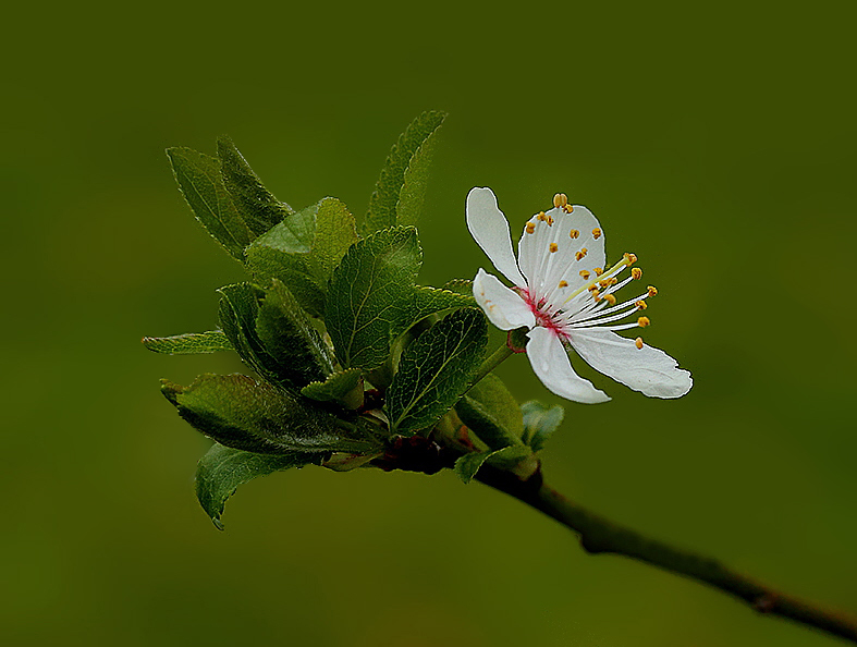 ...A l'aube du printemps...