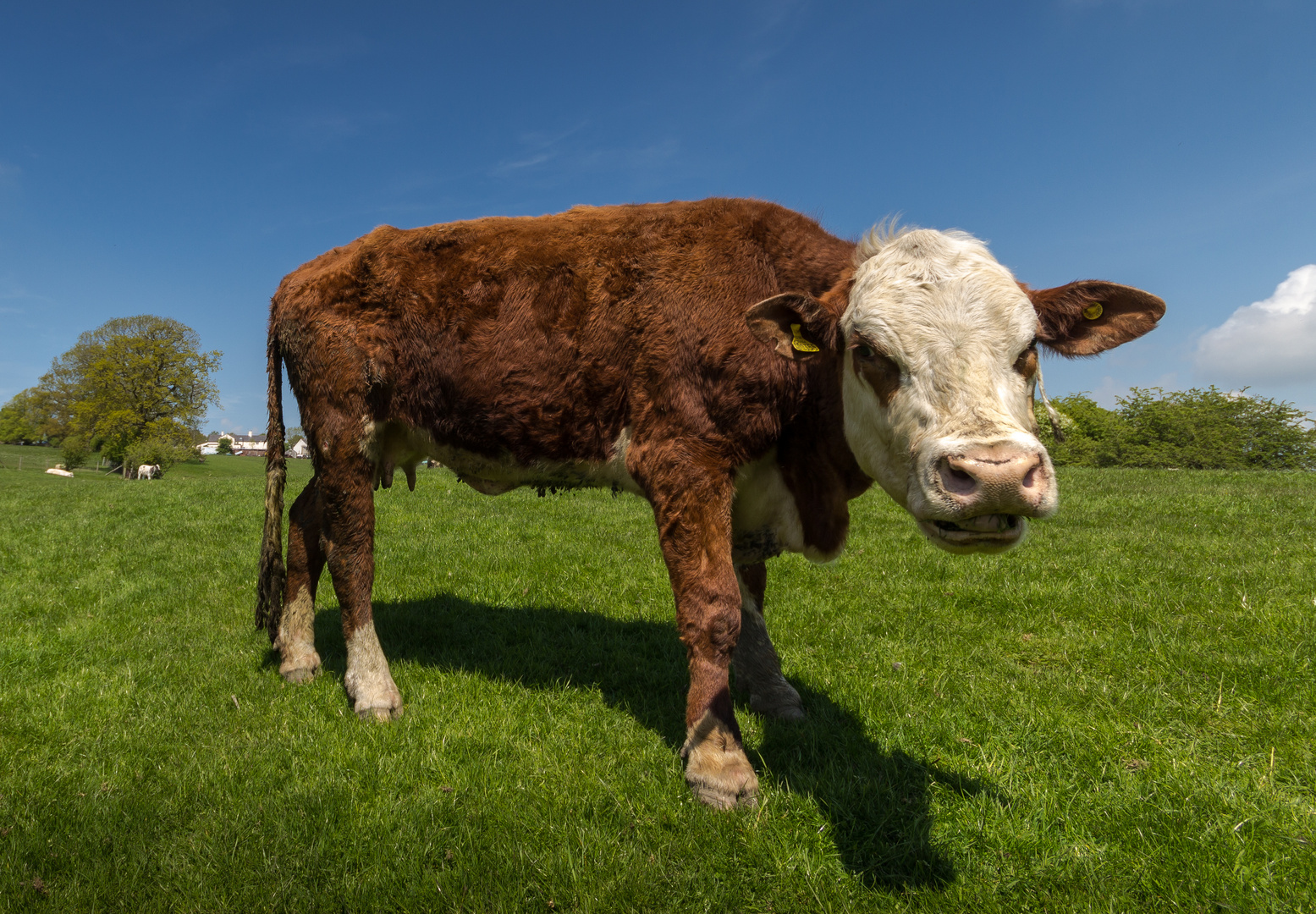 ... a laughing cow :-)