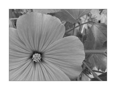 A lavatera´s grey