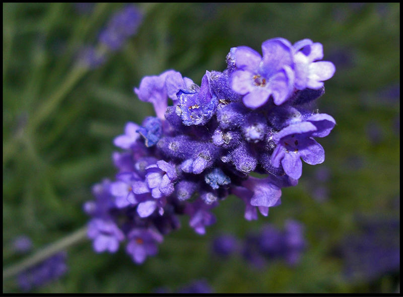 A lavender