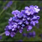 A lavender