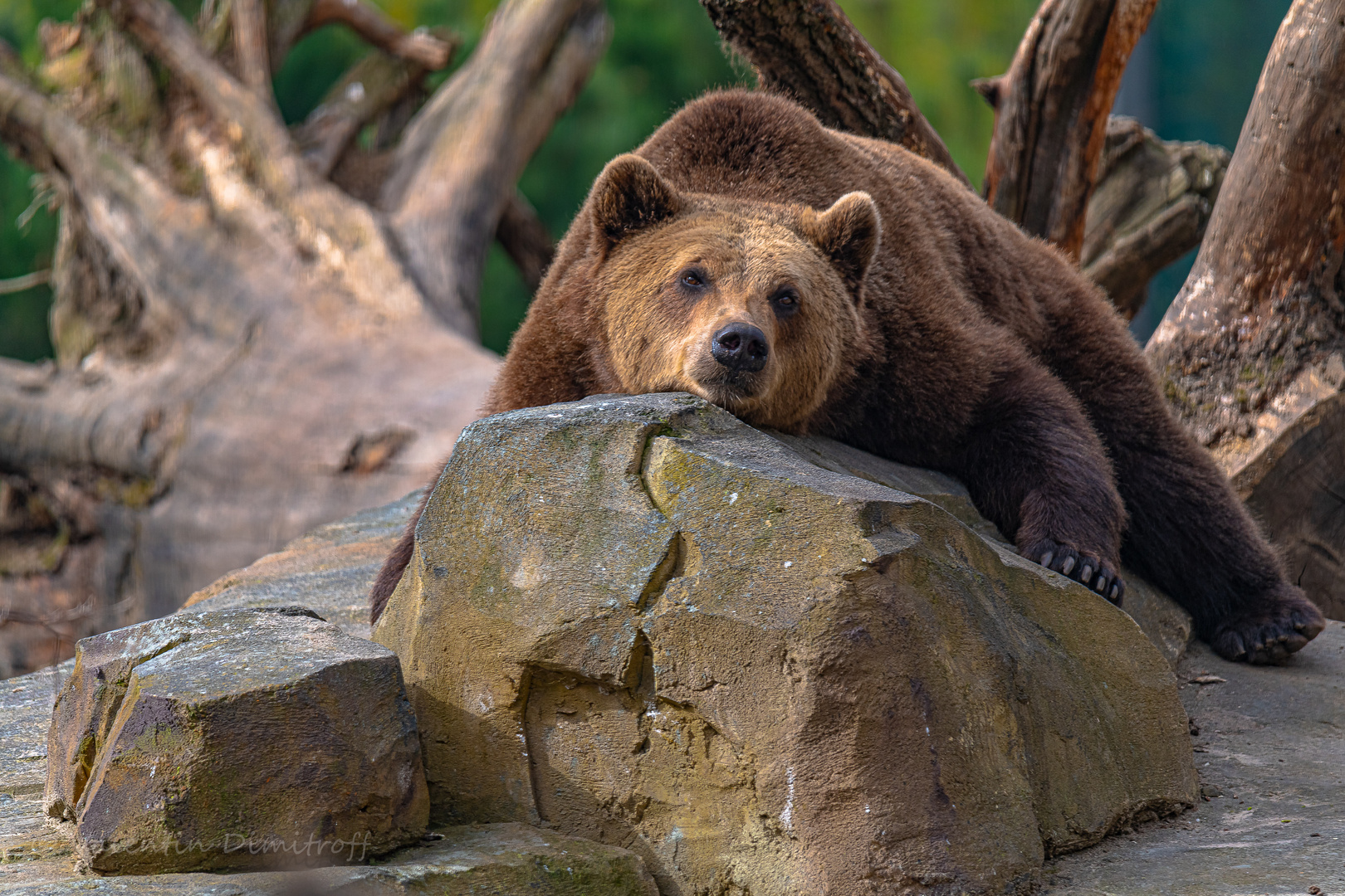 A lazy bear