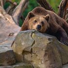 A lazy bear