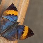 A Leaf Butterfly, Dorsal Side  (Kalima inachus)