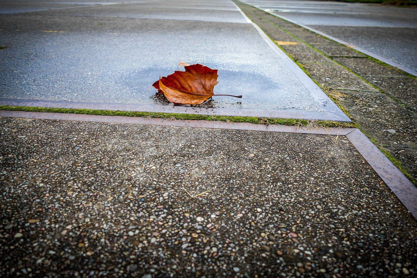 a leaf