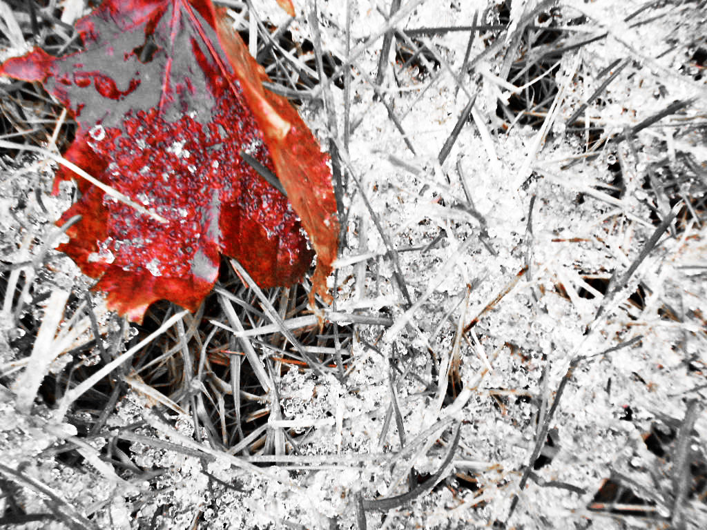 A Leaf in the Wind