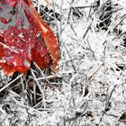 A Leaf in the Wind