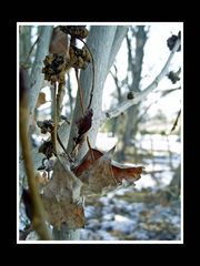 A Leaf In Time