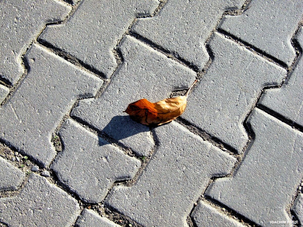 A leaf on pavement