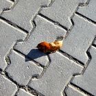 A leaf on pavement