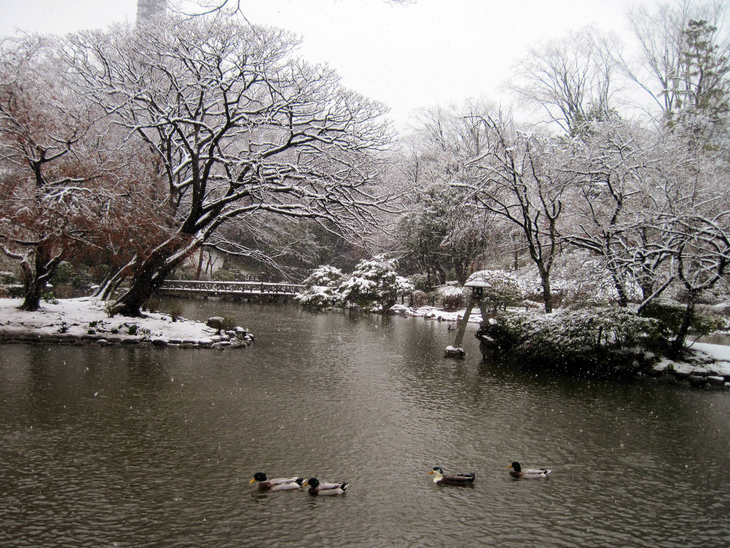 A Leapling Snowy Day at Arisugawa Park