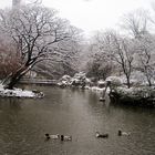 A Leapling Snowy Day at Arisugawa Park