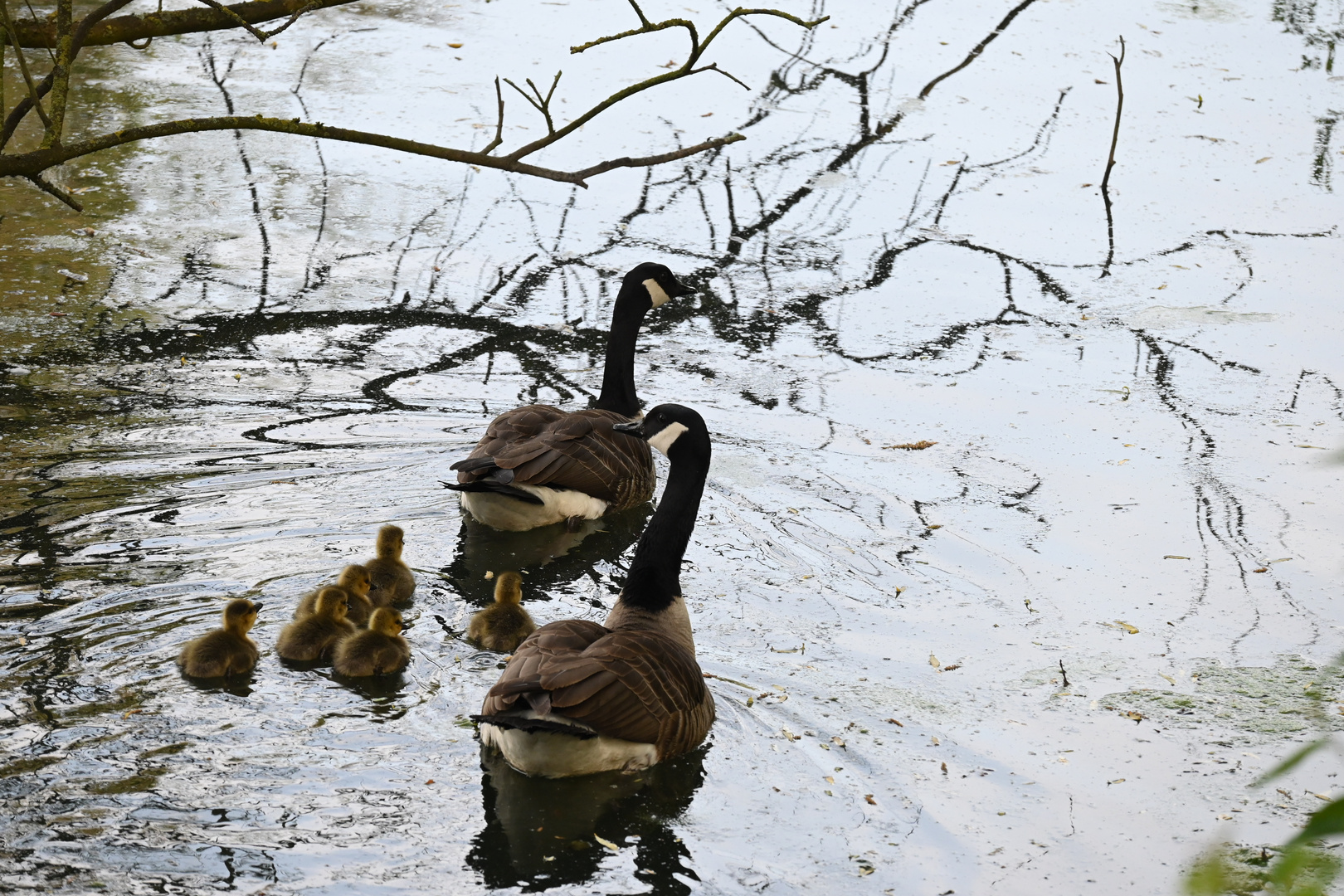 A l'eau !