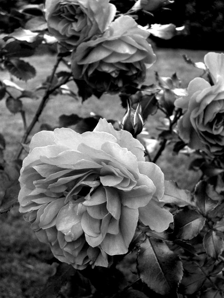 à l'eau de rose