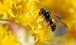 A lei piace il giallo von Domenico Formichella 