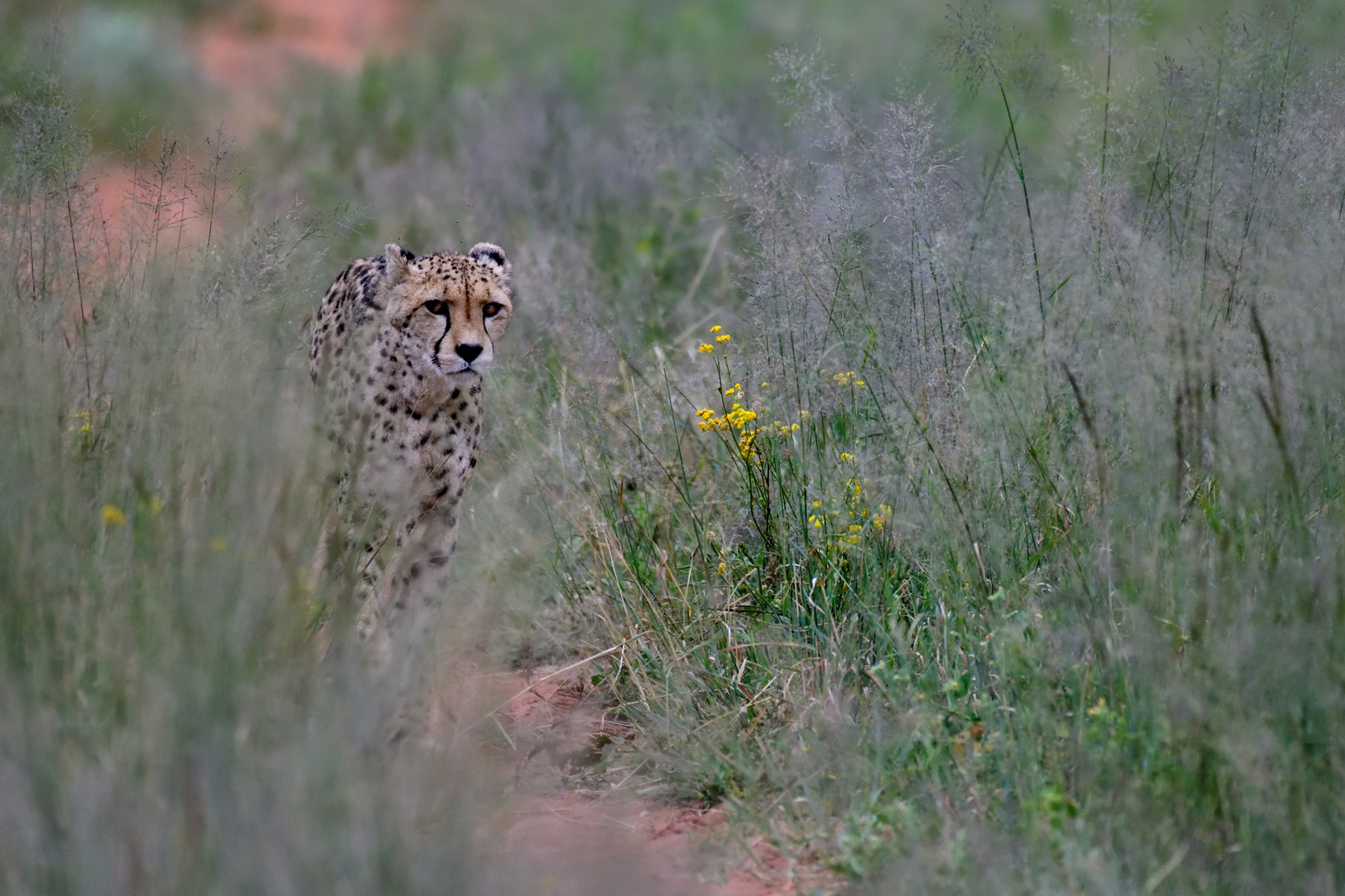 A leisurely stroll