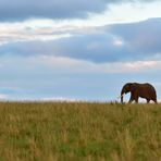 A leisurely stroll 