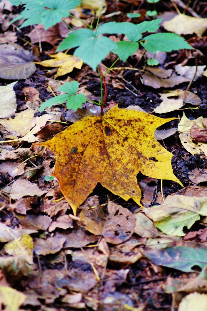 A l'enterrement d'une feuille morte...