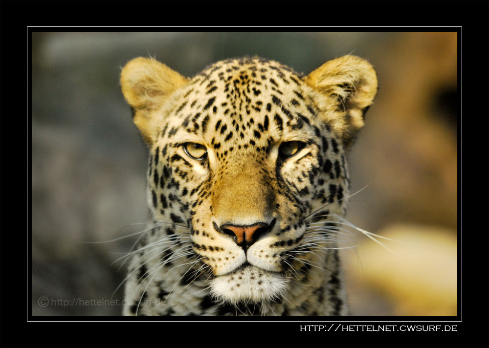 A Leopard ist staring at you