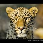 A Leopard ist staring at you