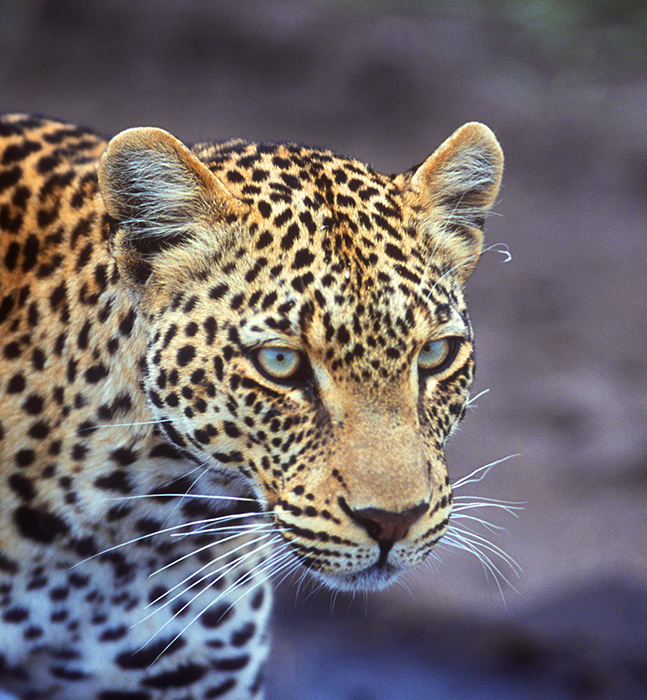 A Leopard on the Hunt in Tanzania, East Africa