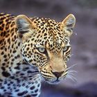 A Leopard on the Hunt in Tanzania, East Africa
