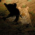 A leopard's shadow