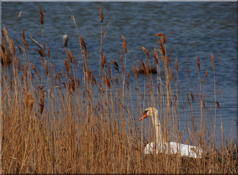 ... à l'étang du cygne ...