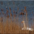 ... à l'étang du cygne ...