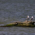 ... à l'Etang du Ponant (I) ...