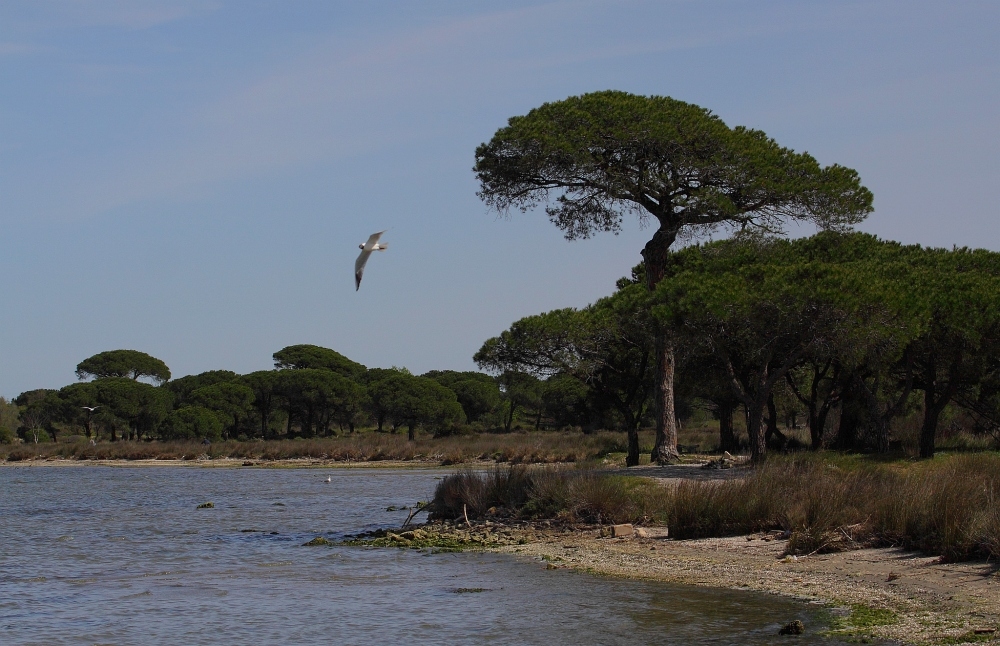 ... à l'Etang du Ponant (II) ...