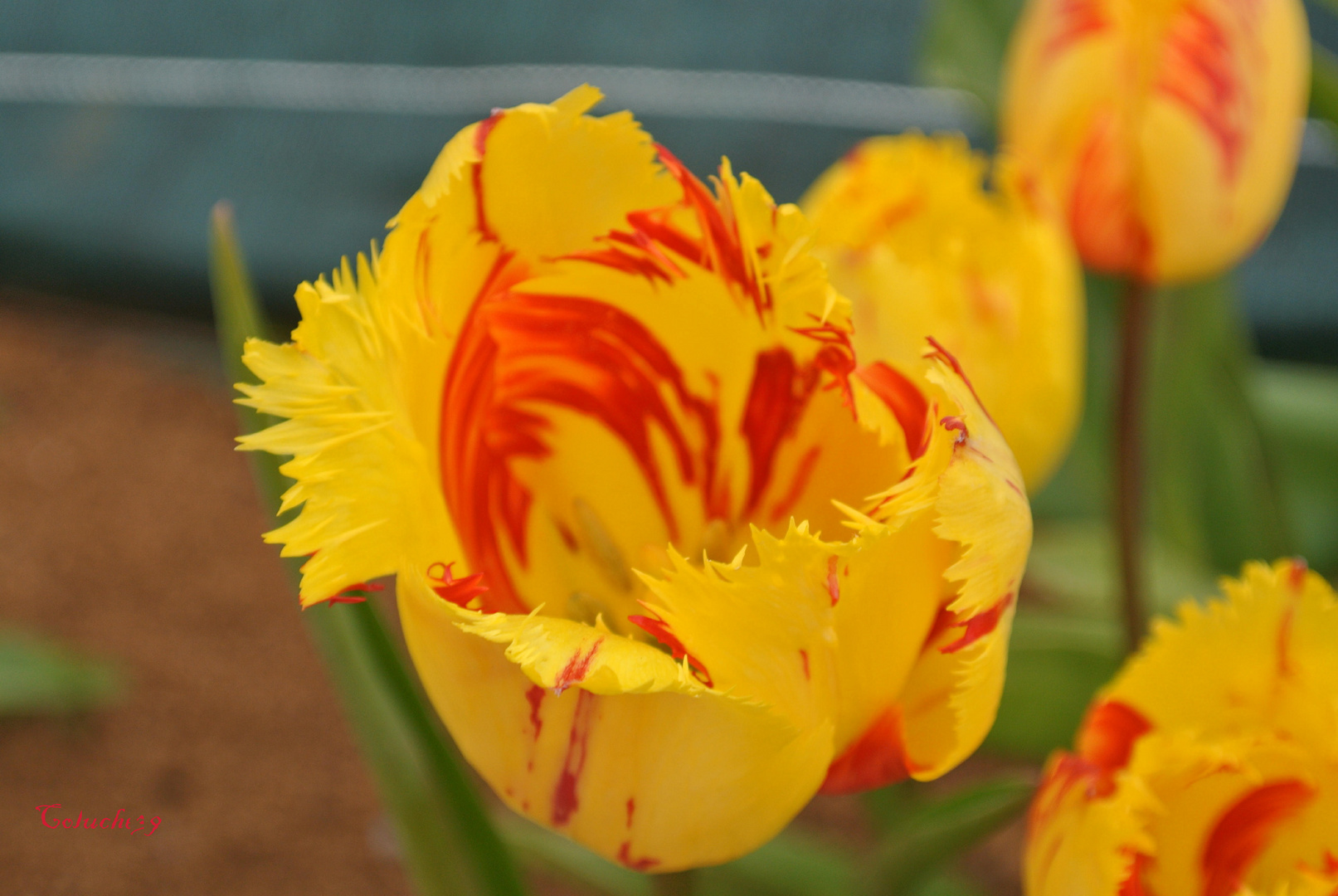 A l'été prochain pour les fleurs